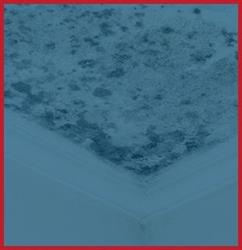 Mold Removal Image
