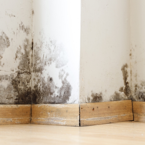 Staying In A House With Black Mold - Americon Restoration