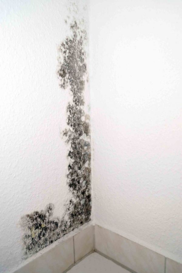 Toxic Black Mold – Everything You Need to Know - Premier Restoration